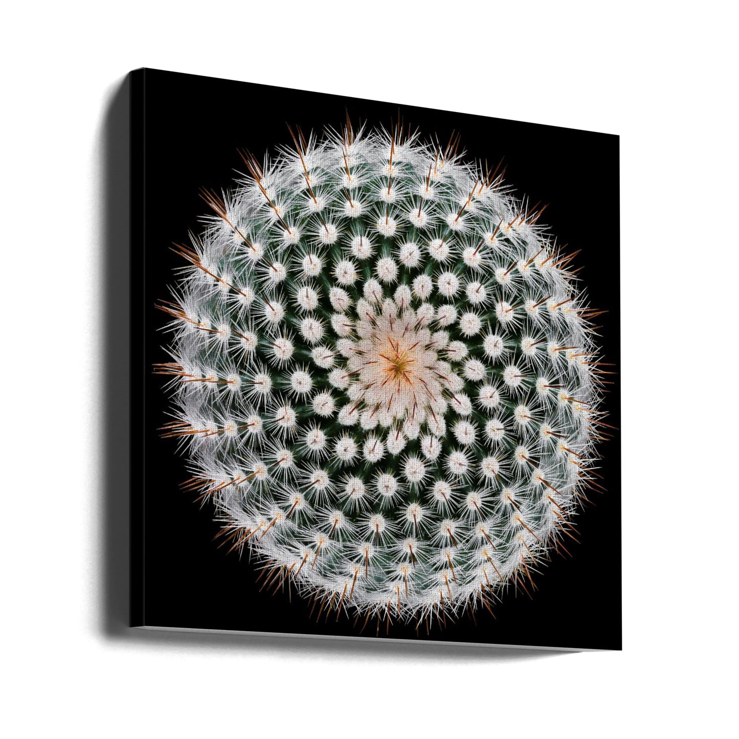 Notocactus scopa | Tableaux sur Toile