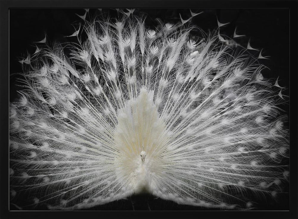 bianco e nero, | Poster - Stampe d’Arte