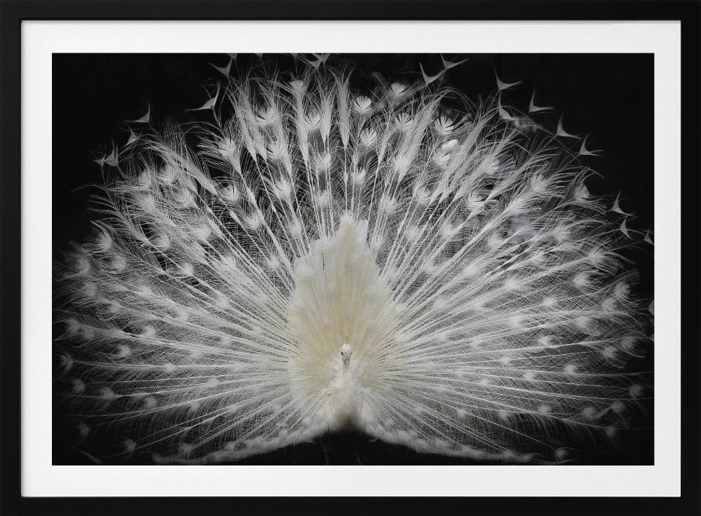 bianco e nero, | Poster - Stampe d’Arte
