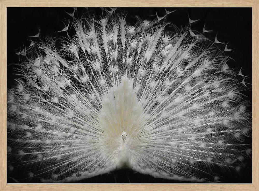 bianco e nero, | Poster - Stampe d’Arte