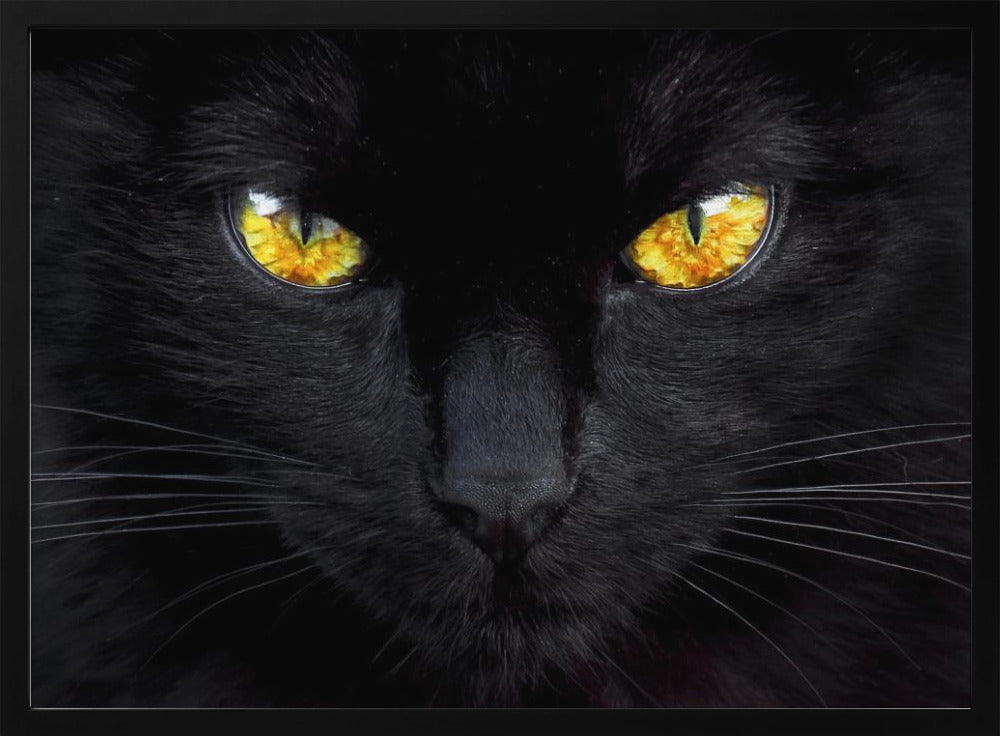 L'ipnotizzatore della notte | Poster - Stampe d’Arte