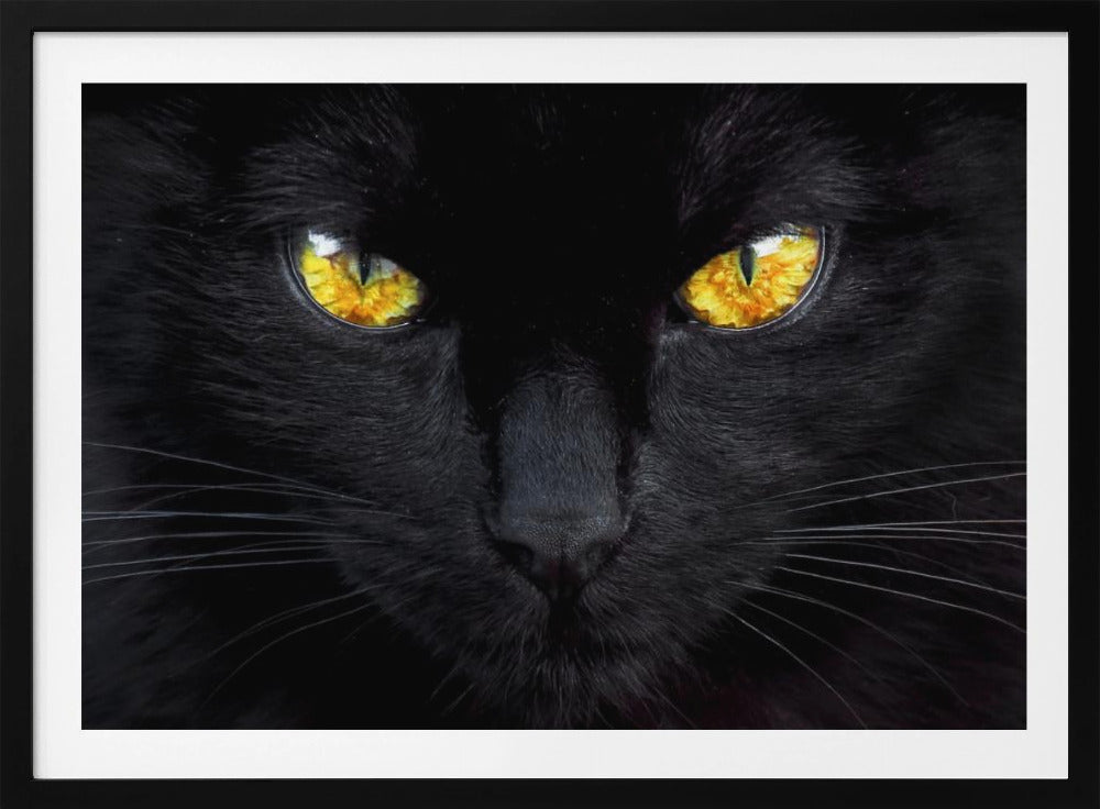 L'ipnotizzatore della notte | Poster - Stampe d’Arte