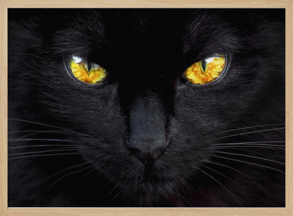 L'ipnotizzatore della notte | Poster - Stampe d’Arte
