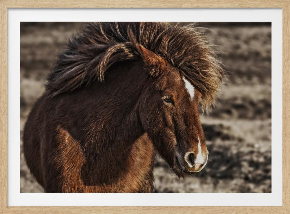 Windblown | Poster