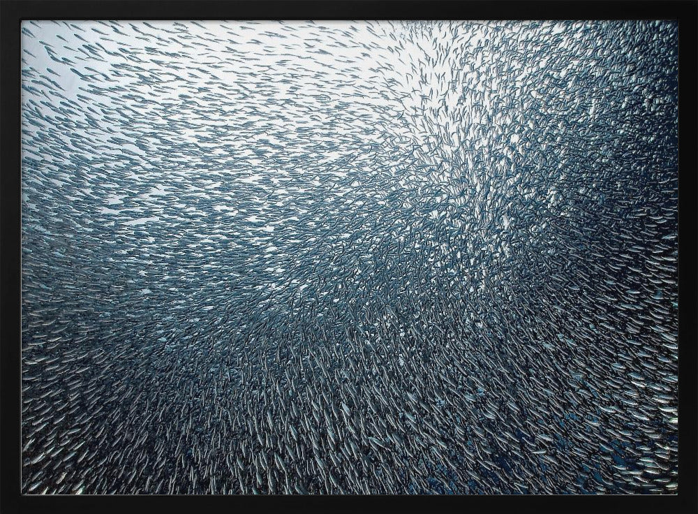 Fuochi d'artificio di sardine | Poster - Stampe d’Arte