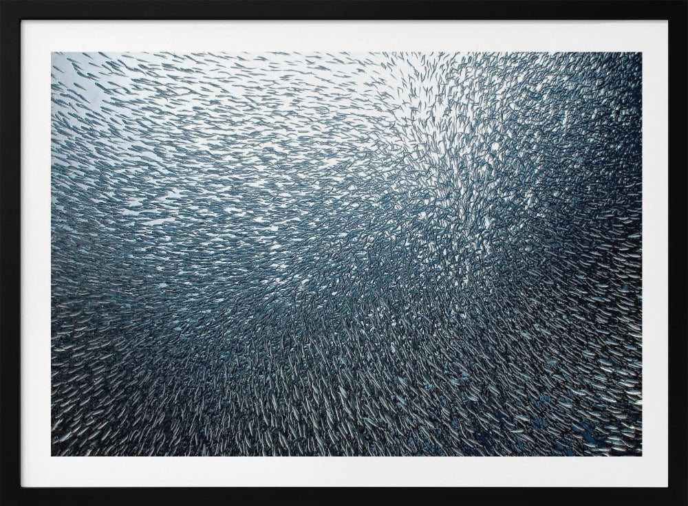 Fuochi d'artificio di sardine | Poster - Stampe d’Arte