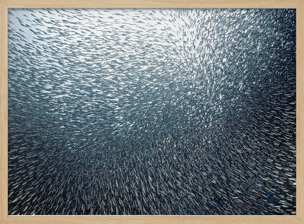 Fuochi d'artificio di sardine | Poster - Stampe d’Arte