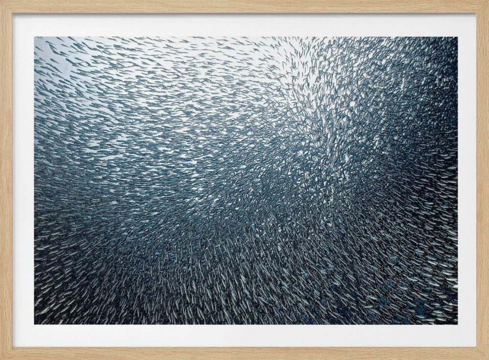 Fuochi d'artificio di sardine | Poster - Stampe d’Arte