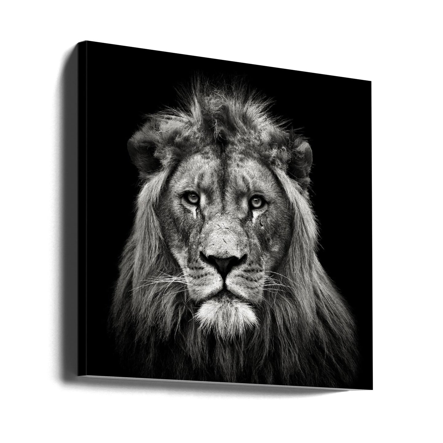 Young Male Lion | Canvas