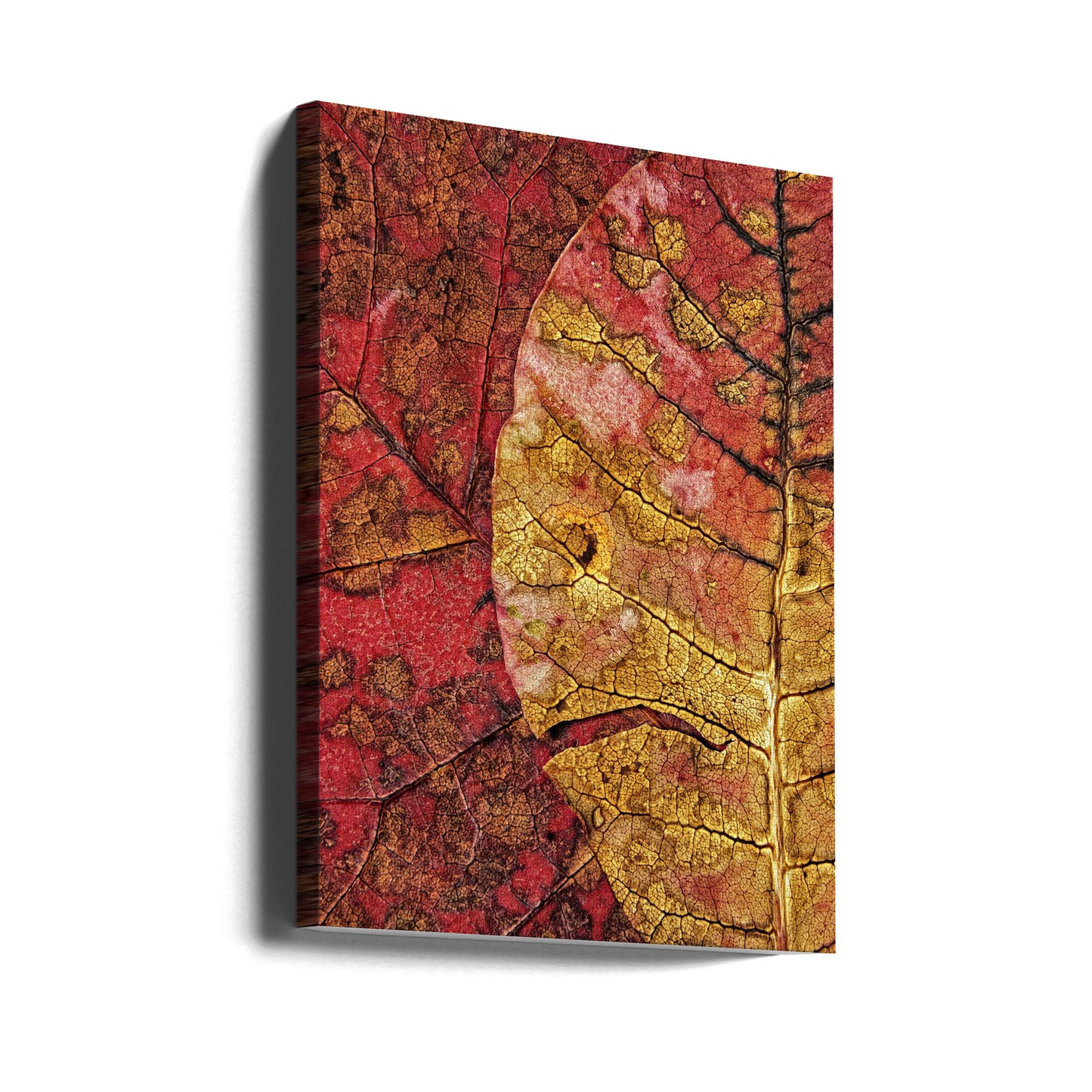 Dying Leaf | Canvas