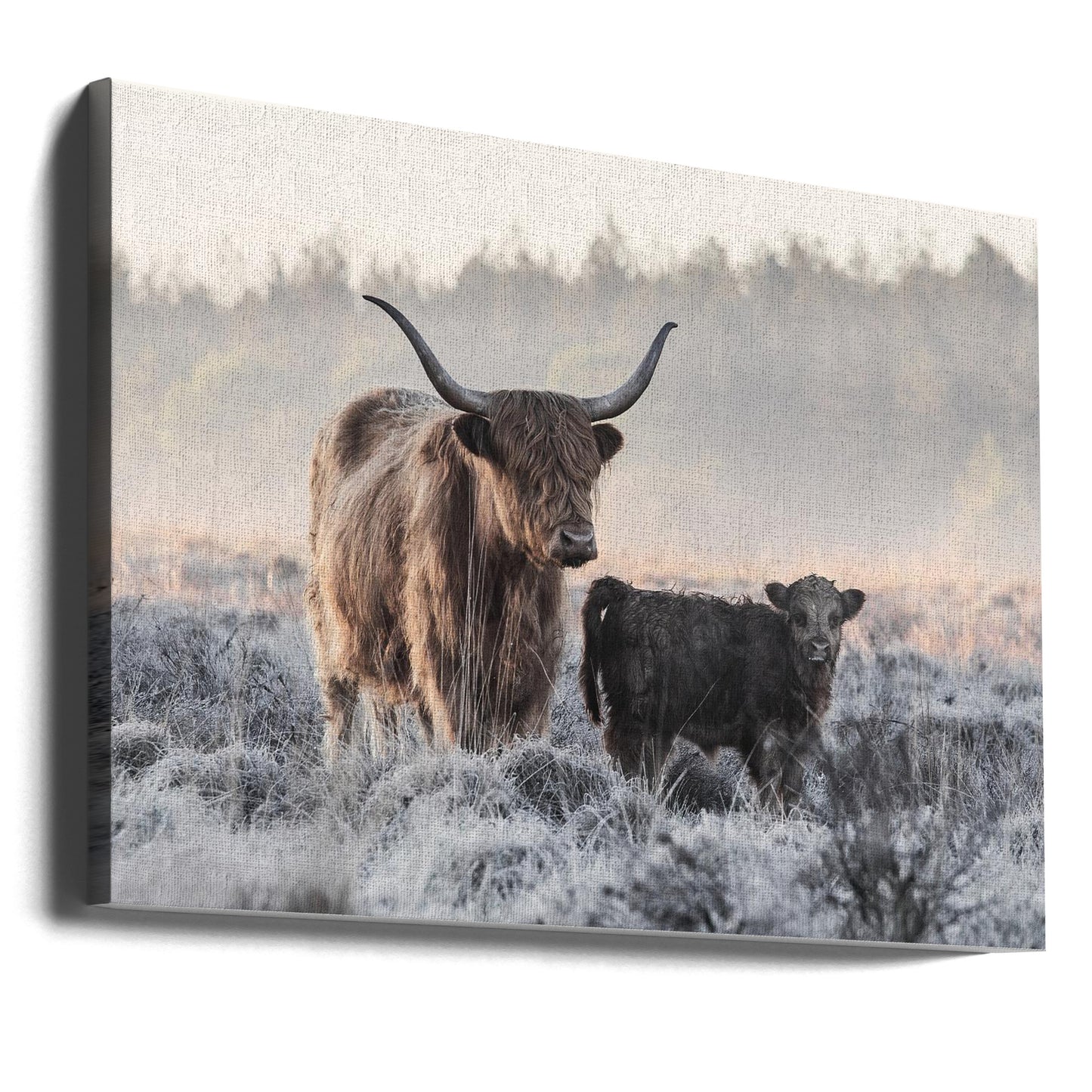 Highlander and Calf | Canvas