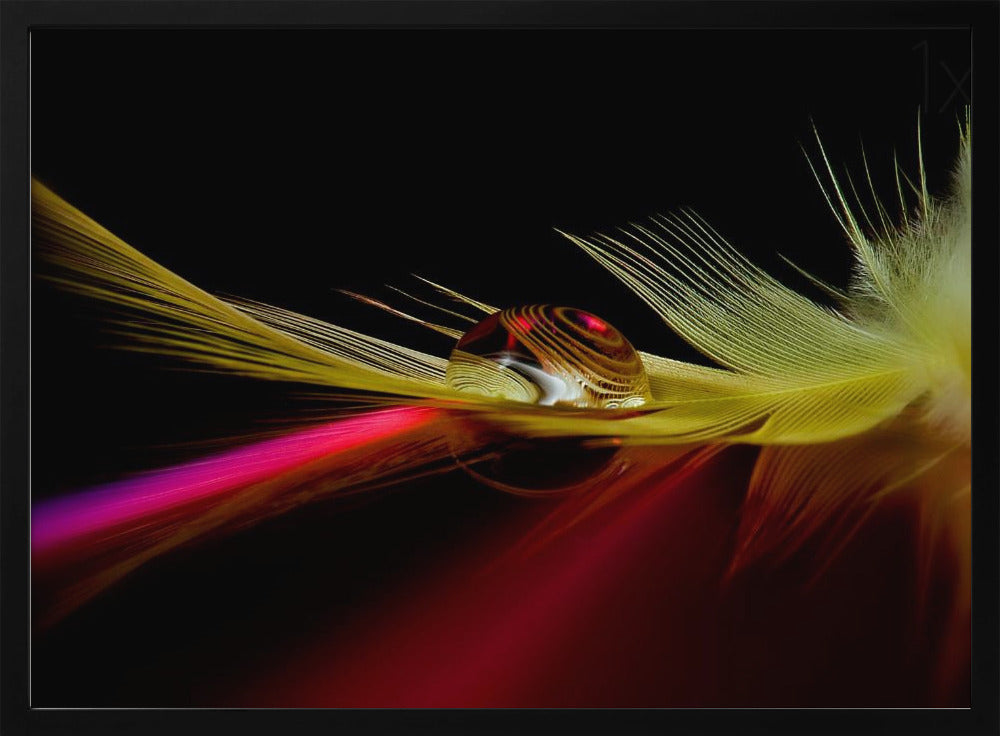 Colores en la gota | Posters - Impresiones de Arte