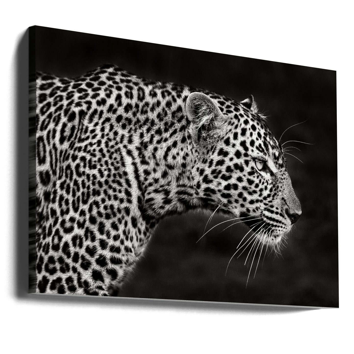 Primo piano del leopardo | Stampe su Tela