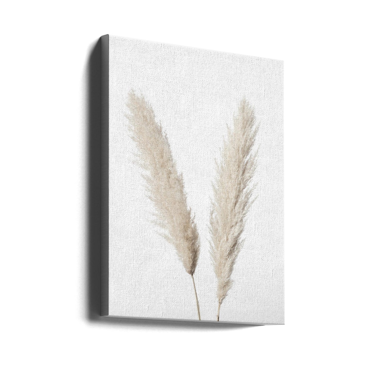 Pampas Vit | Canvas