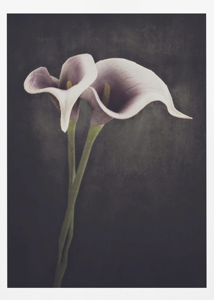 Bonded | Poster