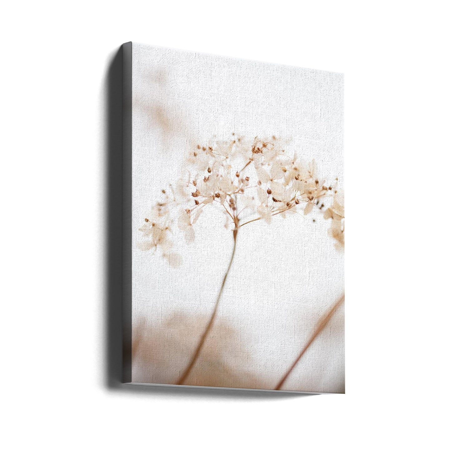 Fiori secchi morbidi_marroni | Stampe su Tela
