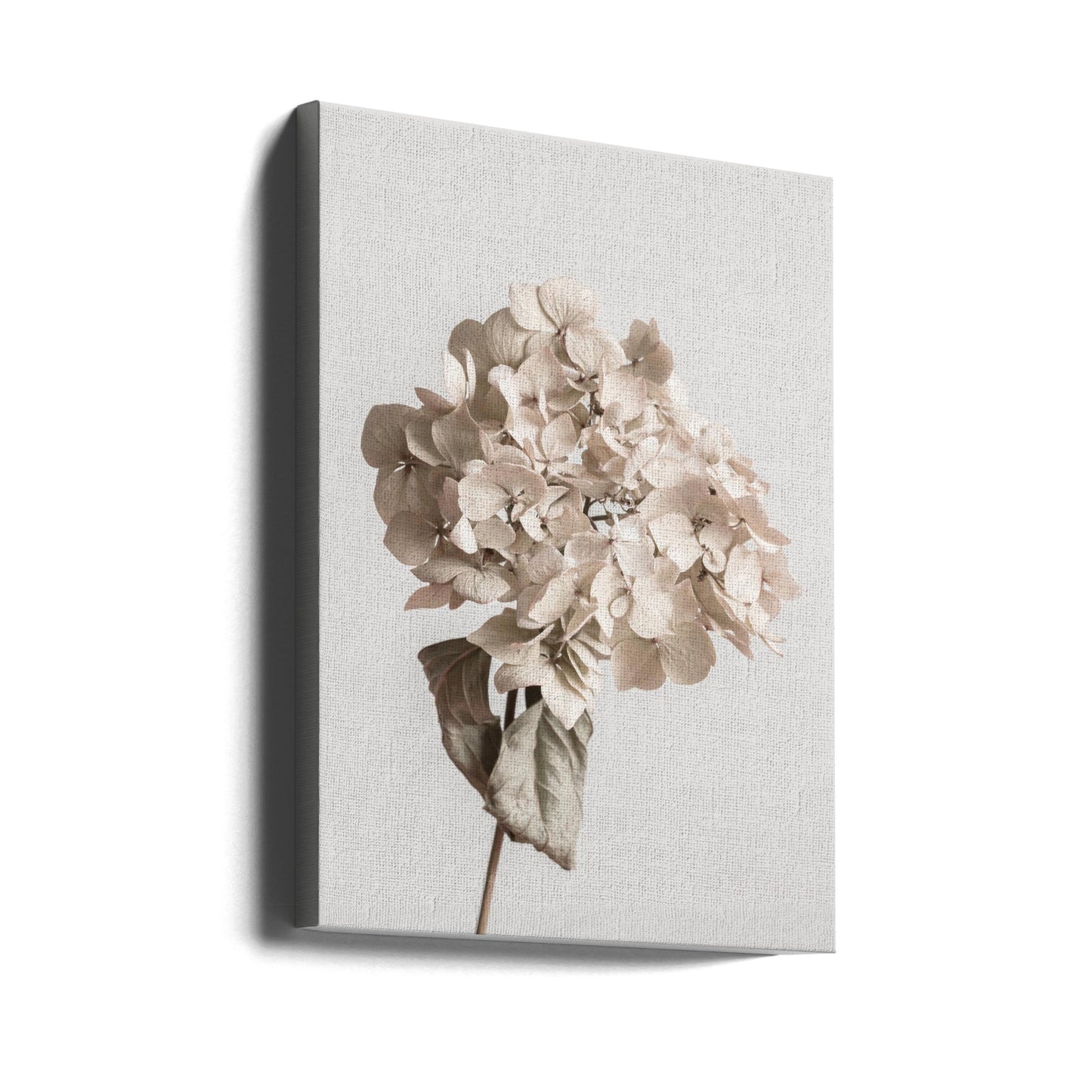 Beige torkad blomma | Canvas