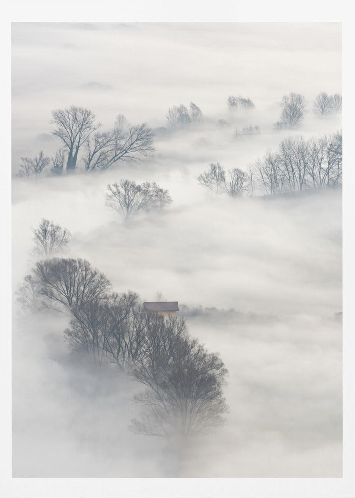 Arbres dans le brouillard | Affiche