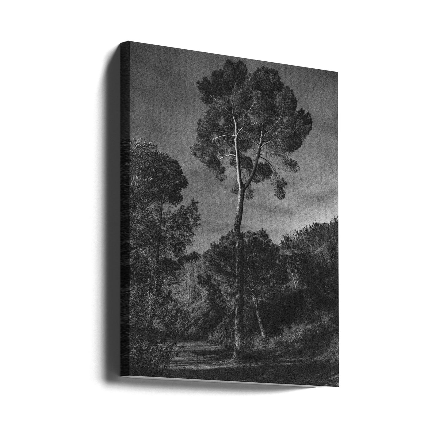 träd | Canvas