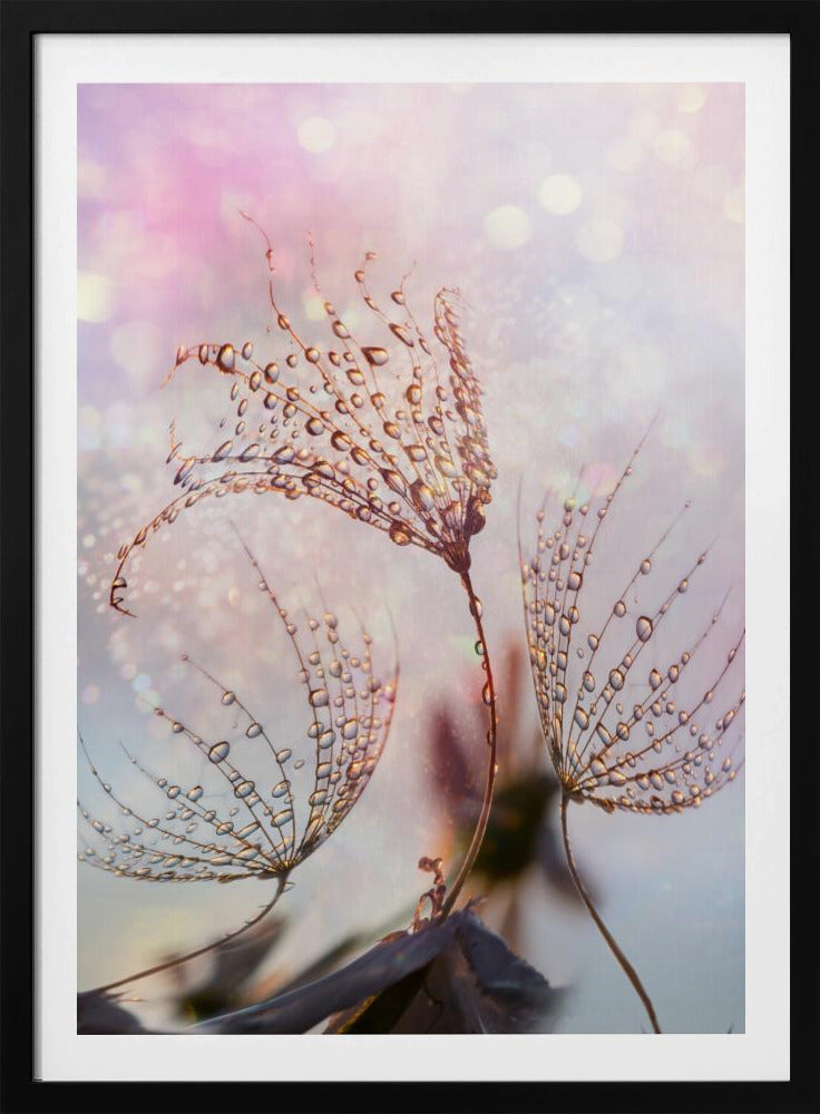 macro | Poster