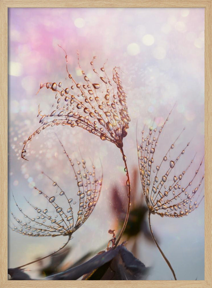 macro | Poster