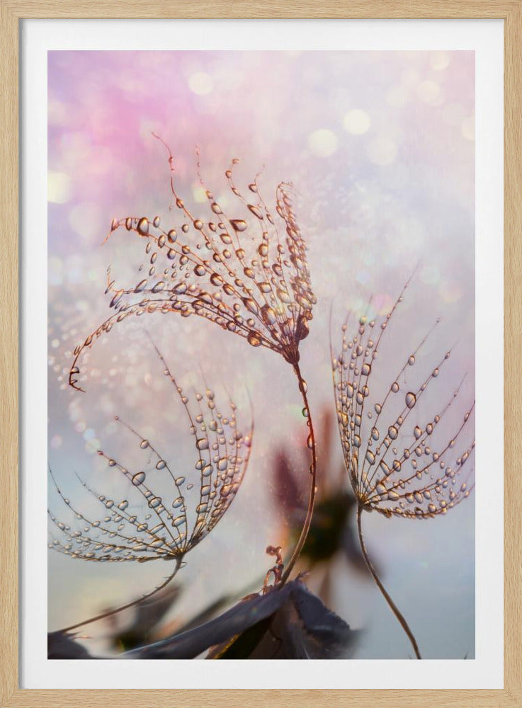 macro | Poster