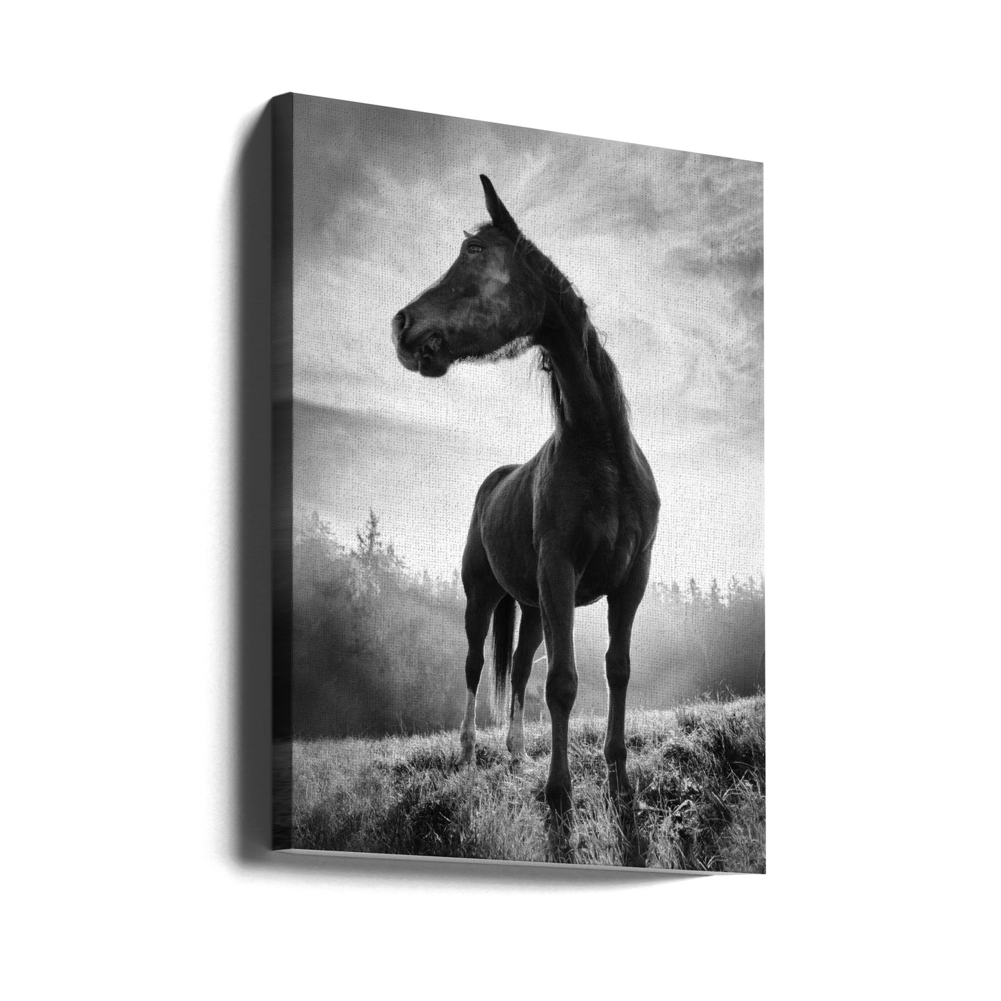 Bakgrundsbelyst häst | Canvas