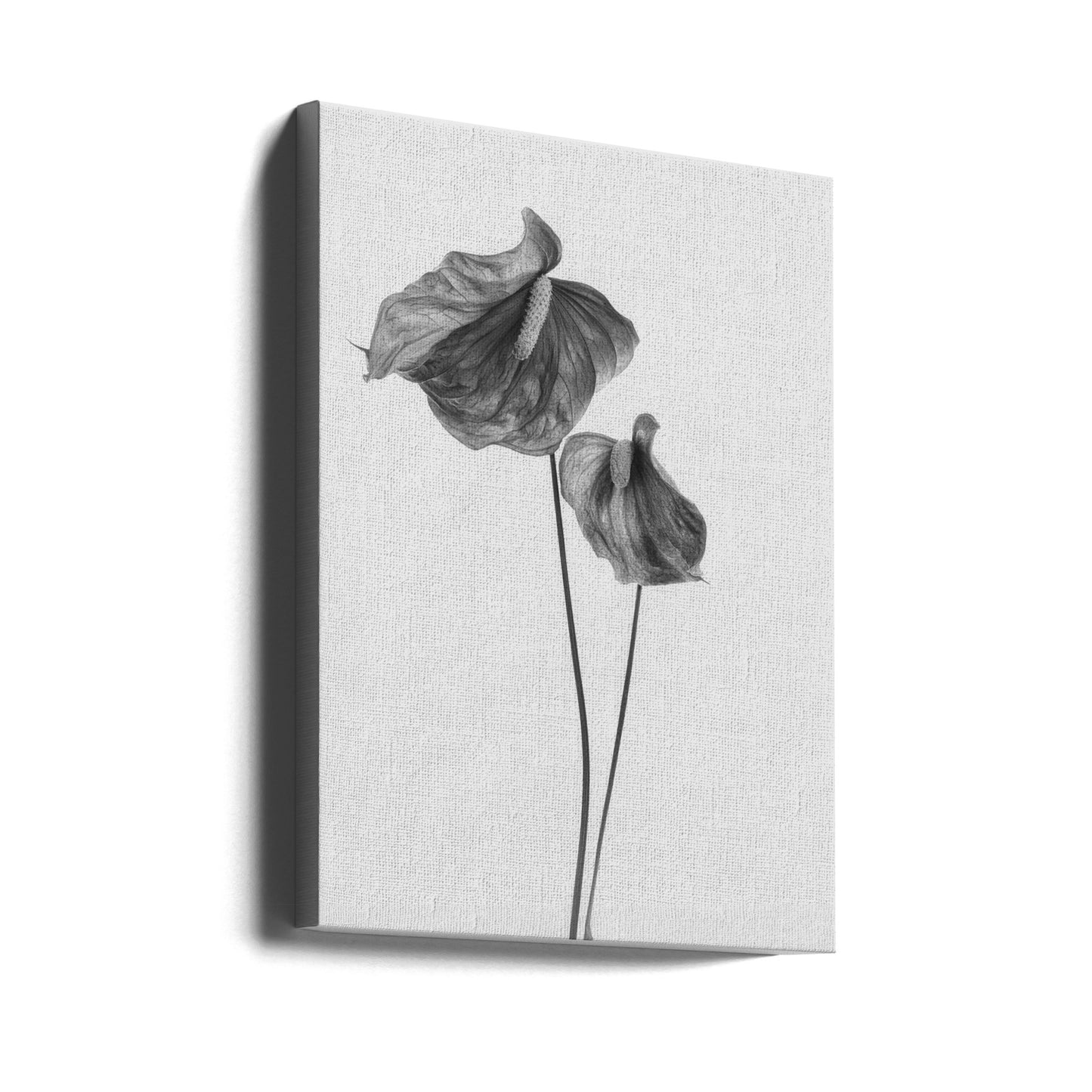 Anthurium | Canvastaulut