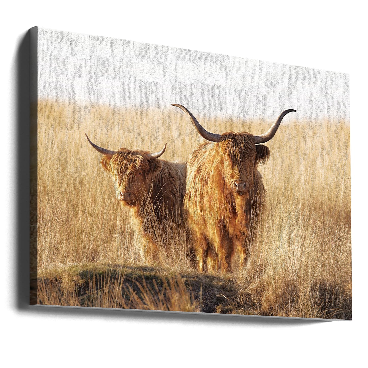 Ung och gammal högländare | Canvas
