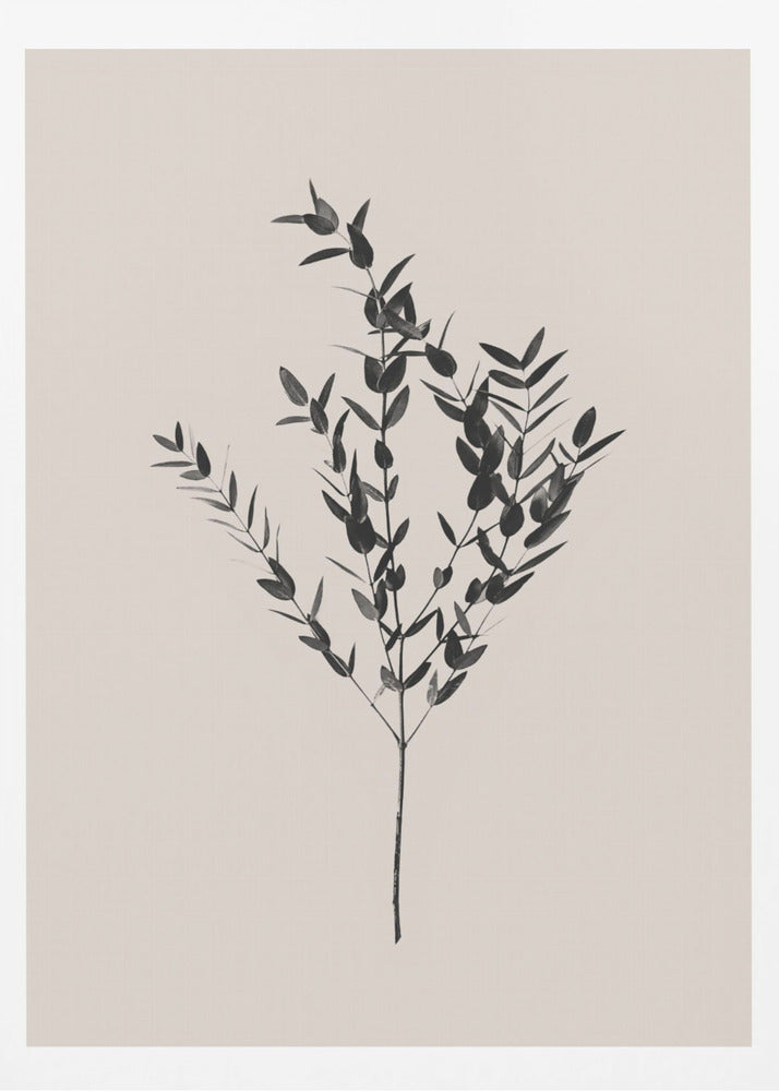 Botanico Inchiostro | Poster - Stampe d’Arte