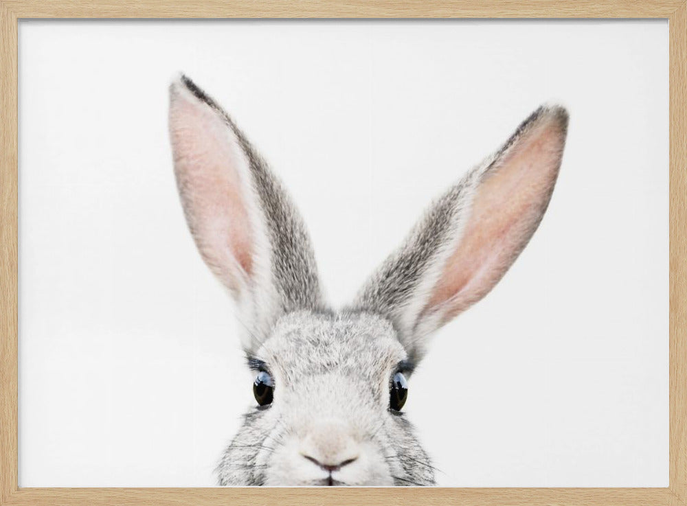 Kikker Kanin | Plakater - Kunsttryk