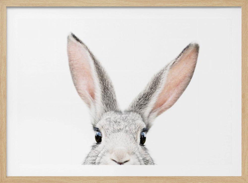 Kikker Kanin | Plakater - Kunsttryk