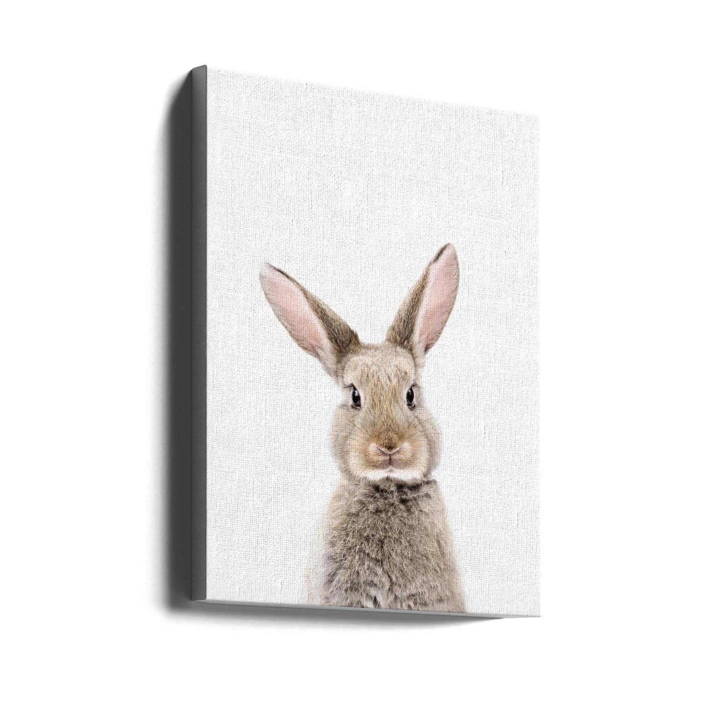 Kaninunge | Canvas
