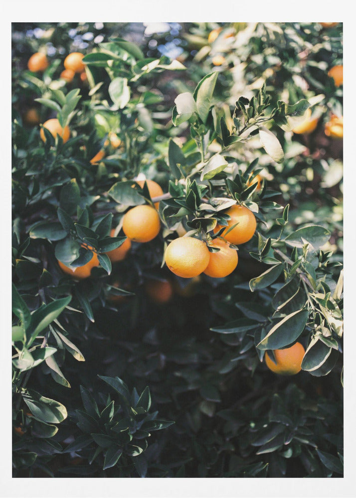 Oranges de Marrakech | Affiche