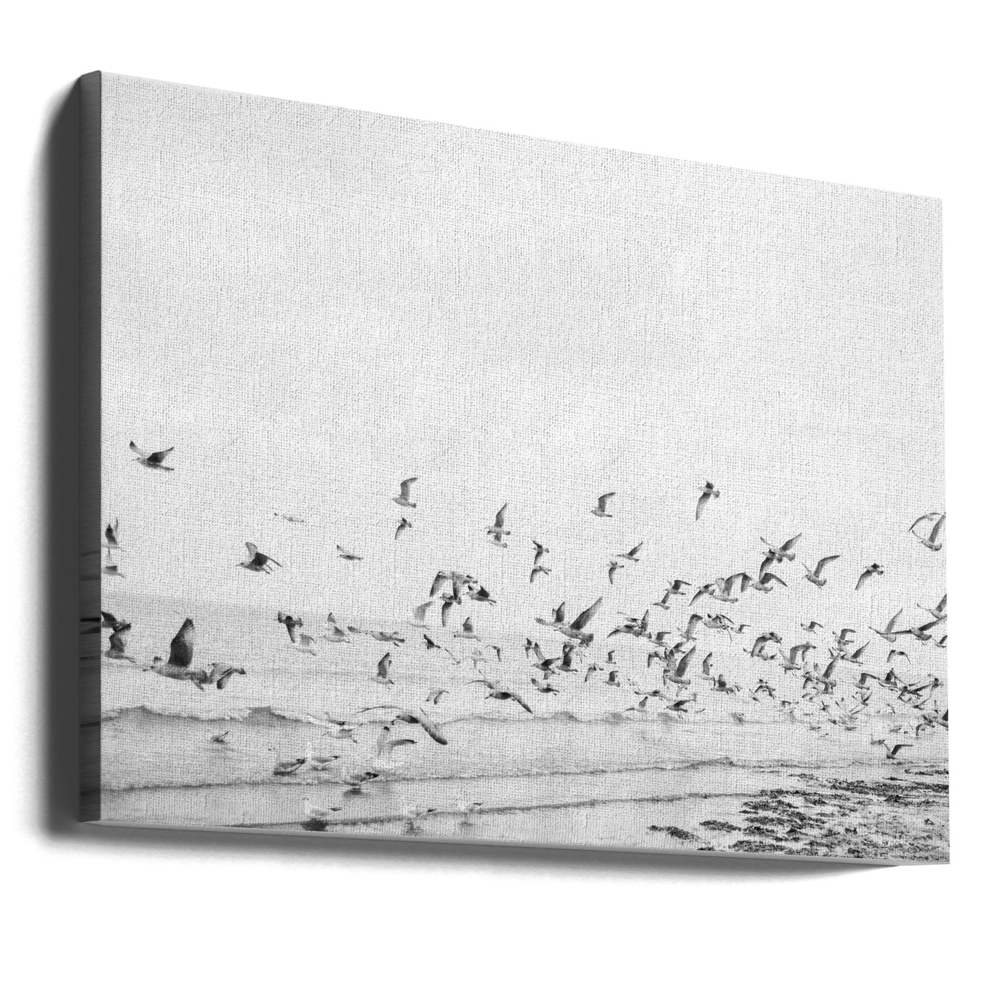 Måsar - Kustnära svartvita | Canvas