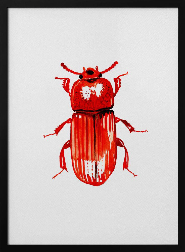 Uloma culinaris | Poster