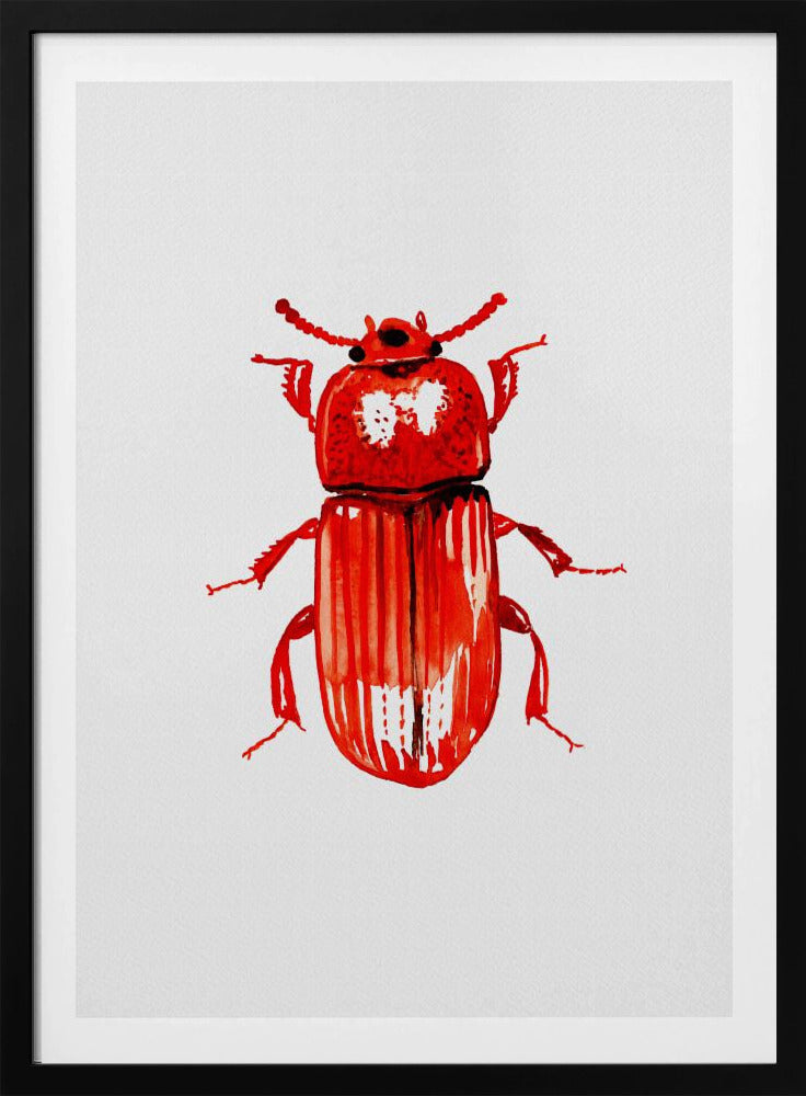 Uloma culinaris | Poster