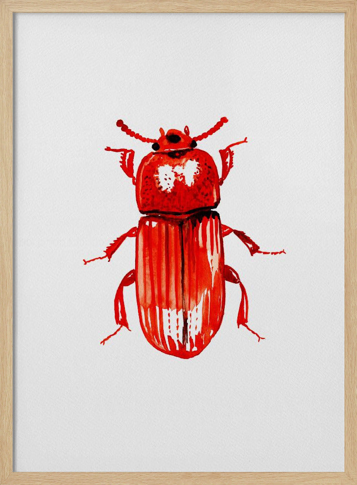 Uloma culinaris | Poster