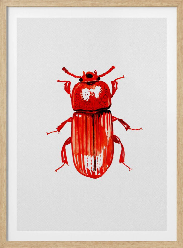 Uloma culinaris | Poster