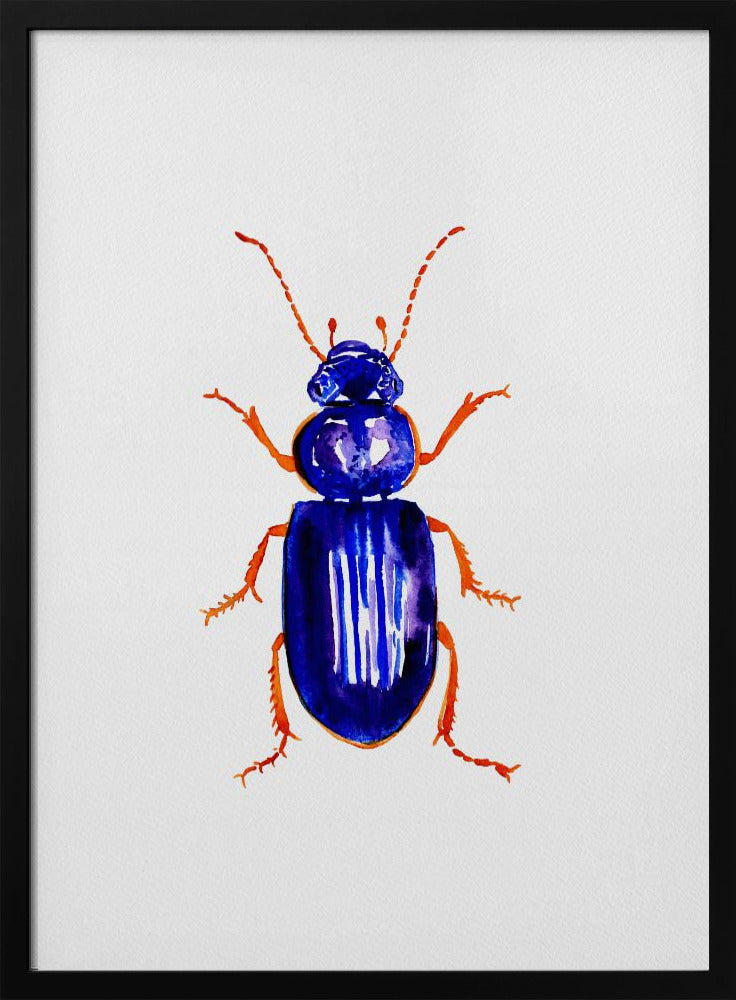 Ophonus minimus | Poster