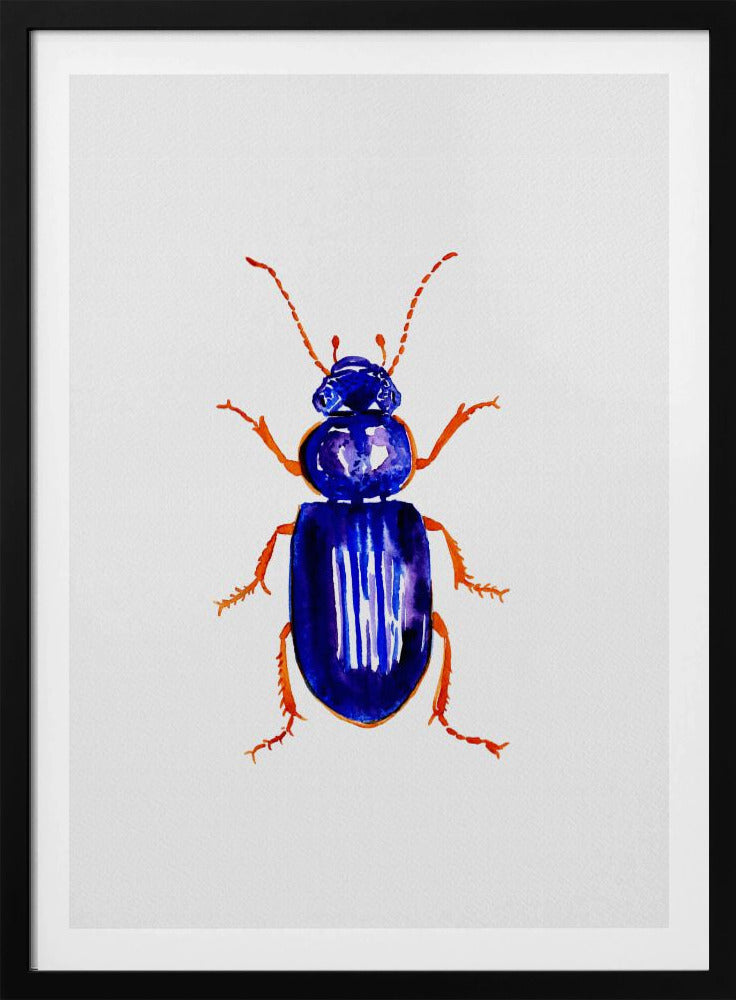 Ophonus minimus | Poster