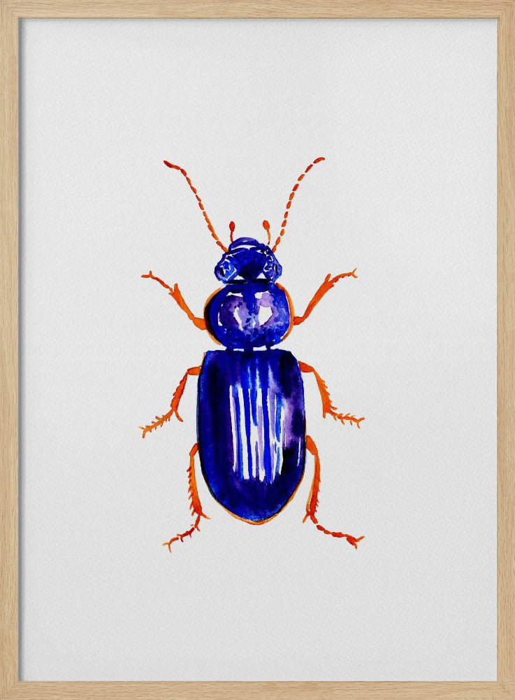Ophonus minimus | Poster