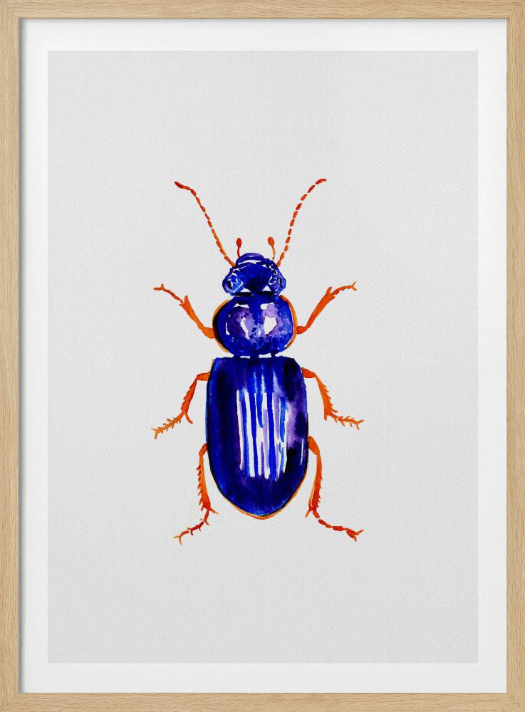 Ophonus minimus | Poster
