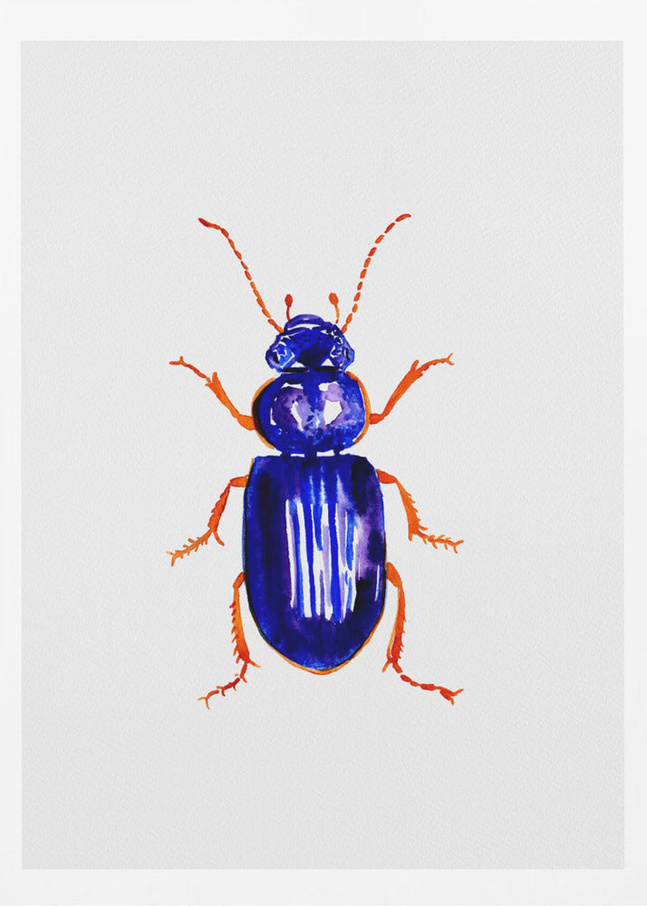 Ophonus minimus | Poster