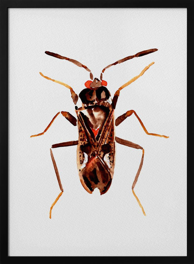 Dirt-colored seed bug or Rhyparochromus vulgaris | Poster