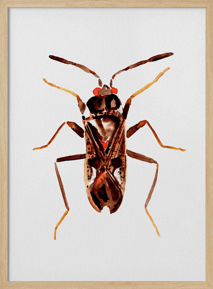 Dirt-colored seed bug or Rhyparochromus vulgaris | Poster