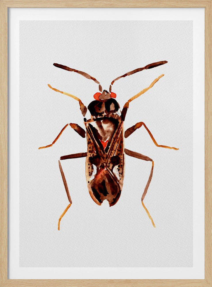 Dirt-colored seed bug or Rhyparochromus vulgaris | Poster