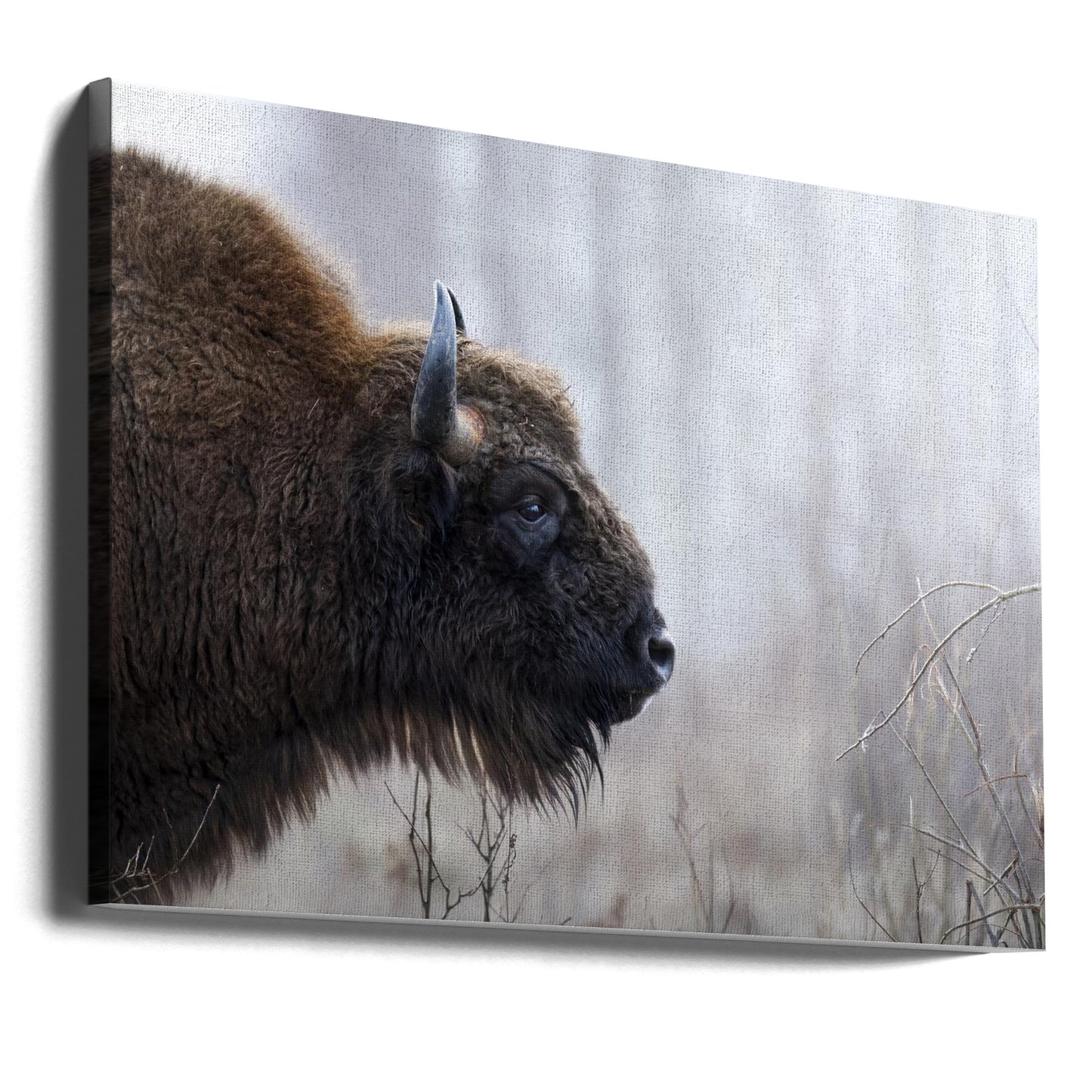 Bisons profil | Lærredsbilleder