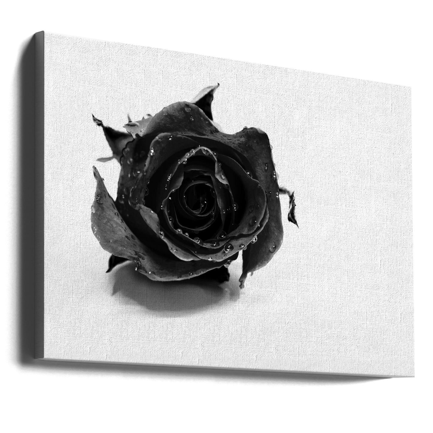Rosa nera | Stampe su Tela