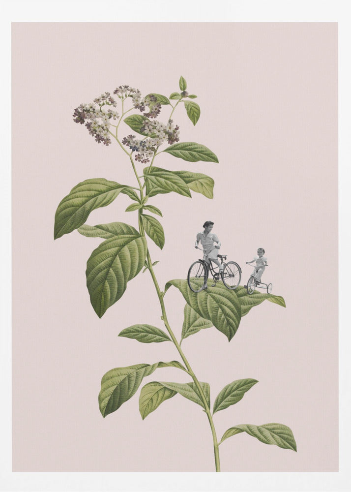 Cyclisme botanique | Affiche
